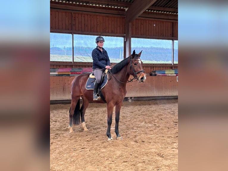 Deutsches Reitpferd Stute 4 Jahre 170 cm Brauner in Fuldatal