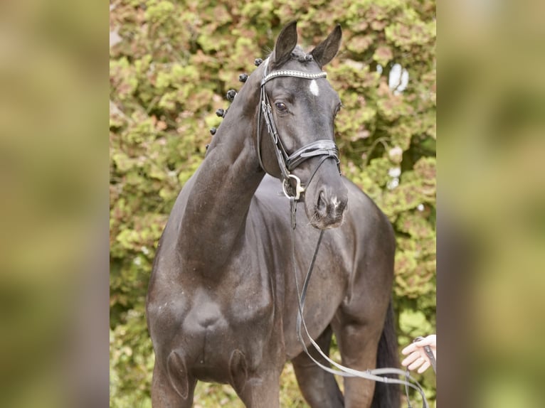 Deutsches Reitpferd Stute 4 Jahre 170 cm in Paderborn