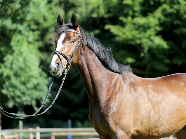Deutsches Reitpferd Stute 4 Jahre 170 cm Dunkelbrauner in Schrobenhausen