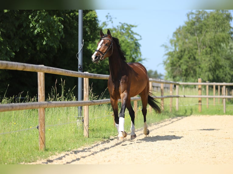 Deutsches Reitpferd Stute 4 Jahre 170 cm Dunkelbrauner in Schrobenhausen