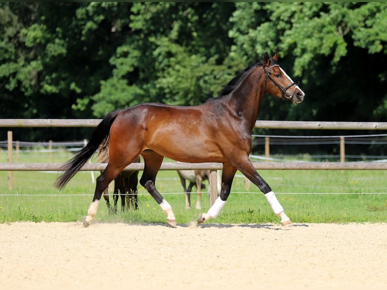 Deutsches Reitpferd Stute 4 Jahre 170 cm Dunkelbrauner in Schrobenhausen