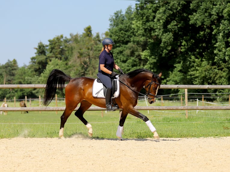 Deutsches Reitpferd Stute 4 Jahre 170 cm Dunkelbrauner in Schrobenhausen