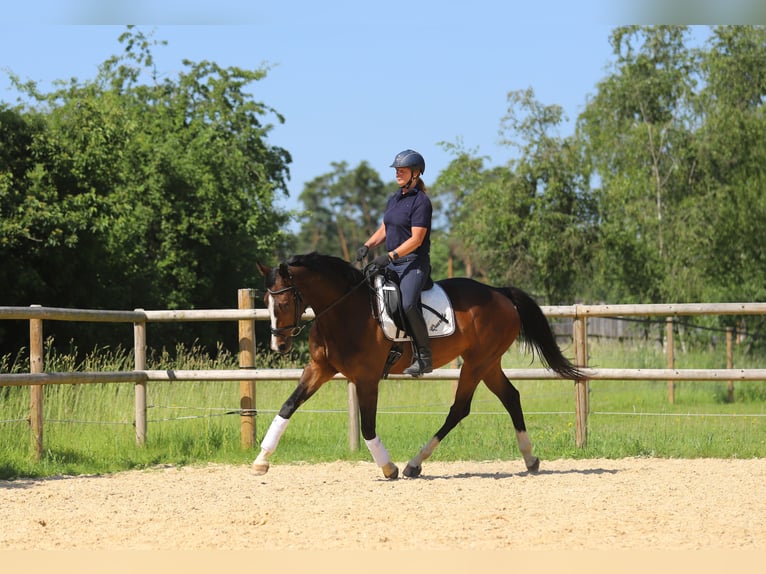 Deutsches Reitpferd Stute 4 Jahre 170 cm Dunkelbrauner in Schrobenhausen