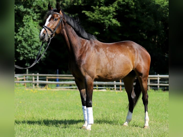 Deutsches Reitpferd Stute 4 Jahre 170 cm Dunkelbrauner in Schrobenhausen