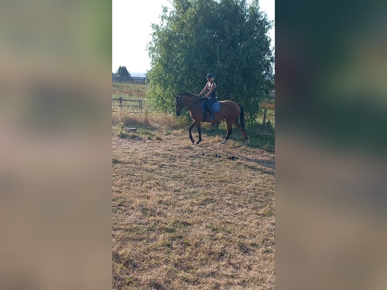 Deutsches Reitpferd Stute 4 Jahre 170 cm Fuchs in St. Pierre en Auge