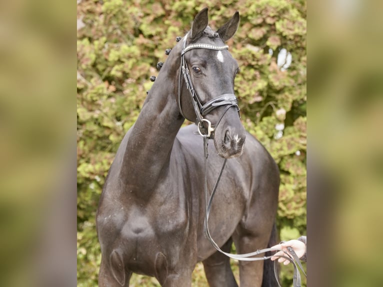 Deutsches Reitpferd Stute 4 Jahre 170 cm Rappe in Paderborn