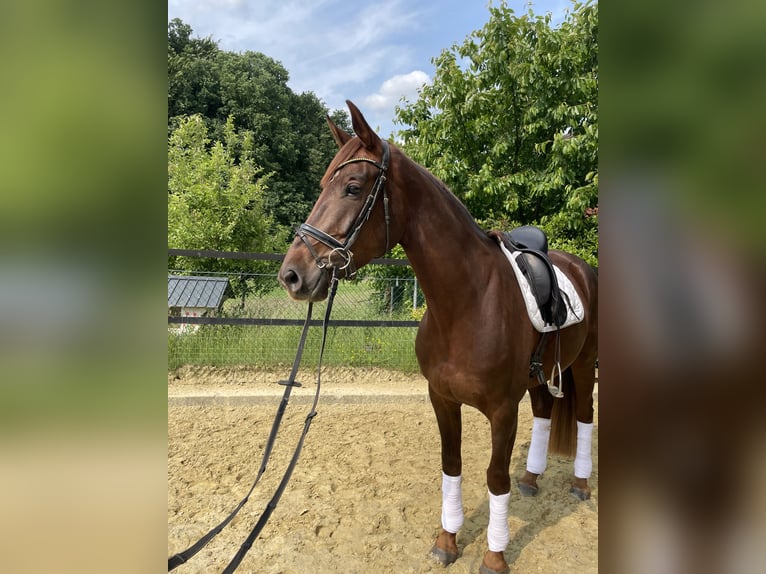 Deutsches Reitpferd Stute 4 Jahre 171 cm Dunkelfuchs in Rheine