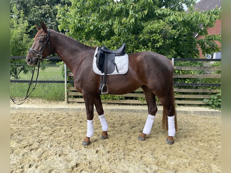 Deutsches Reitpferd Stute 4 Jahre 171 cm Dunkelfuchs in Rheine