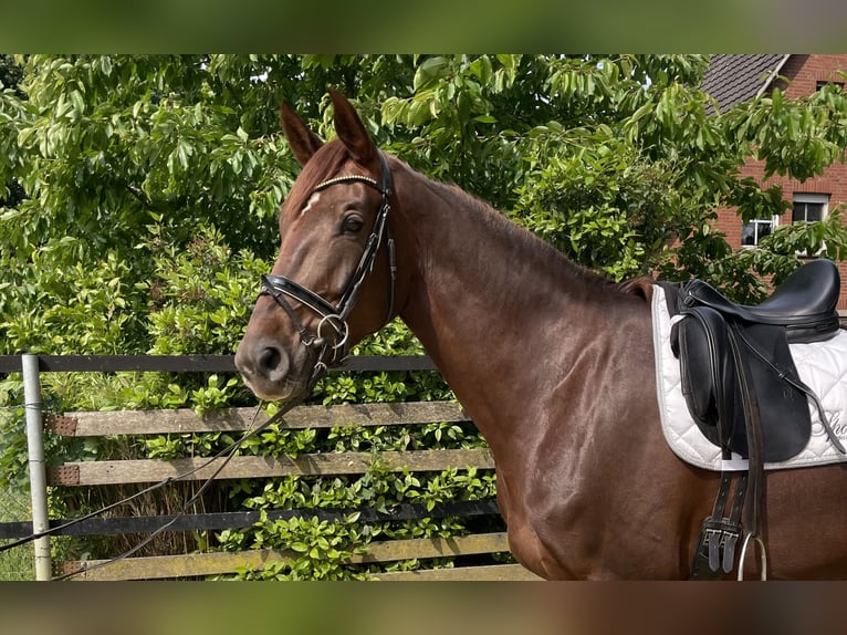 Deutsches Reitpferd Stute 4 Jahre 171 cm Dunkelfuchs in Rheine