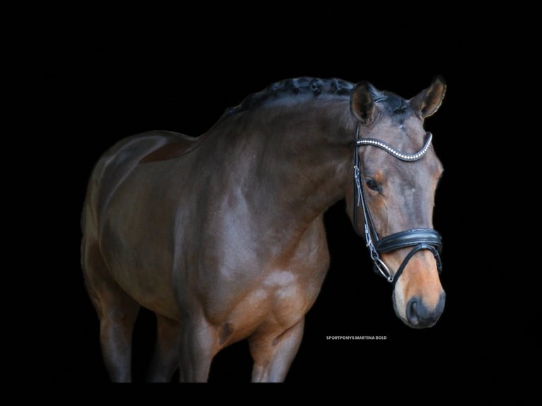 Deutsches Reitpferd Stute 4 Jahre 172 cm Brauner in Recke, bei Osnabrück