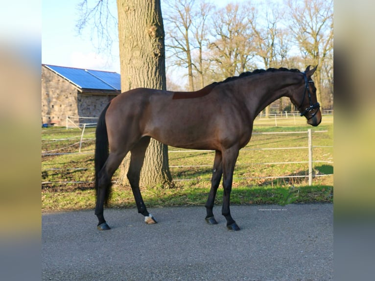 Deutsches Reitpferd Stute 4 Jahre 172 cm Brauner in Recke, bei Osnabrück