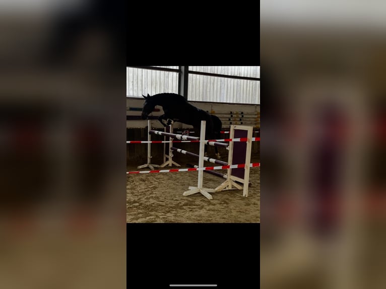 Deutsches Reitpferd Stute 4 Jahre 173 cm Brauner in Kaarst