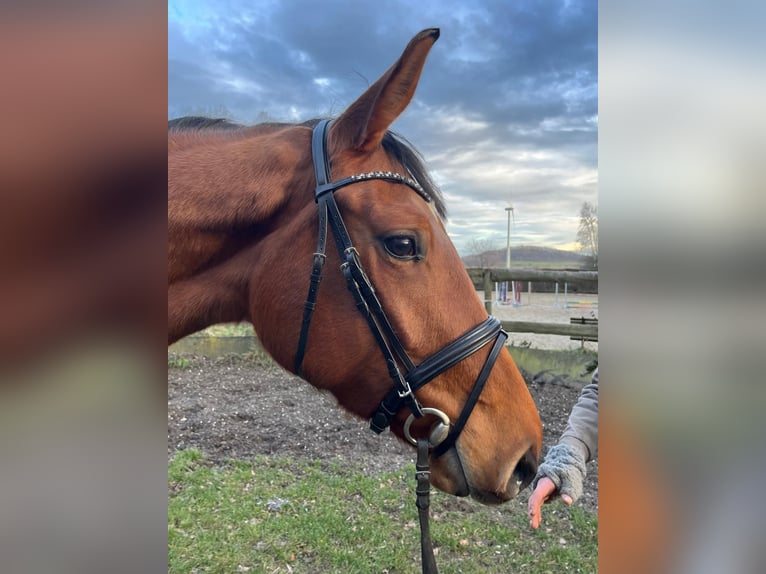 Deutsches Reitpferd Stute 4 Jahre 174 cm Brauner in Vierkirchen