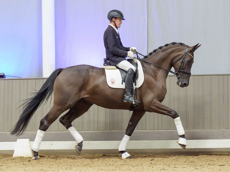 Deutsches Reitpferd Stute 4 Jahre 174 cm Rappe in Mnster-Handorf