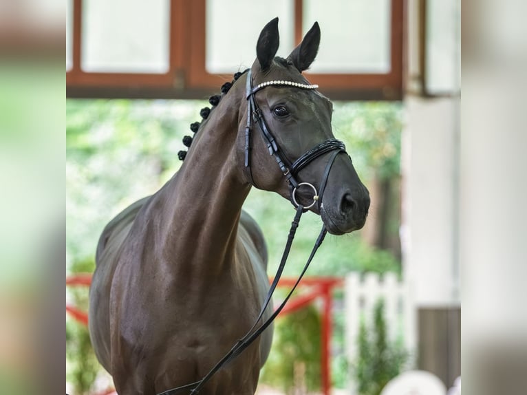Deutsches Reitpferd Stute 4 Jahre 174 cm Rappe in Mnster-Handorf
