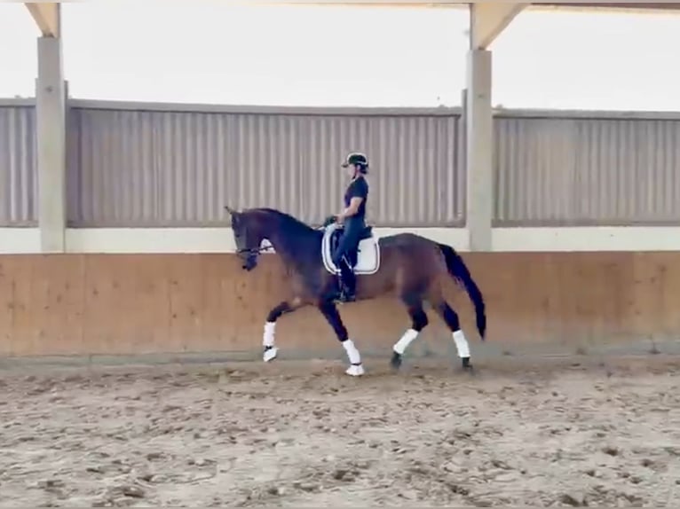 Deutsches Reitpferd Stute 4 Jahre 175 cm Brauner in Neumünster