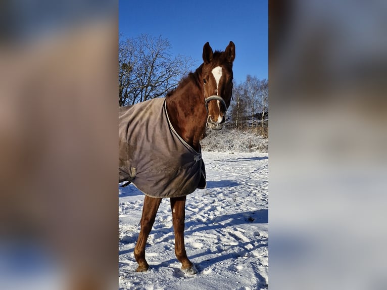 Deutsches Reitpferd Stute 4 Jahre 177 cm Fuchs in Lindau (Bodensee)