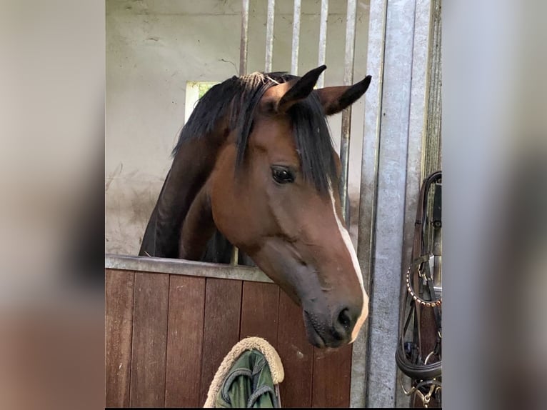 Deutsches Reitpferd Stute 4 Jahre 178 cm Dunkelbrauner in Walsrode