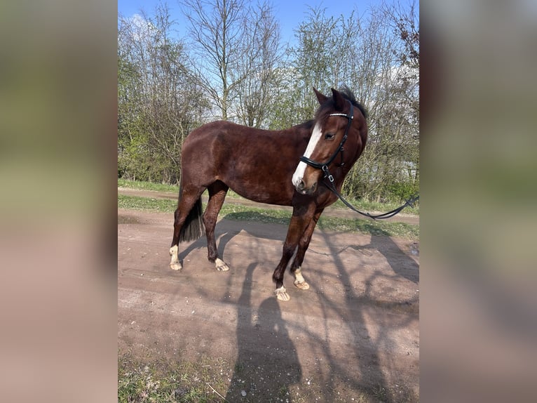 Deutsches Reitpferd Mix Stute 5 Jahre 153 cm Dunkelfuchs in Emmerich
