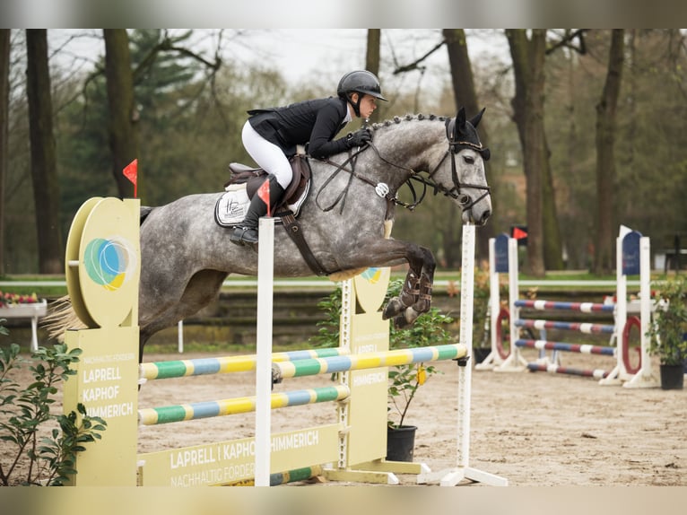 Deutsches Reitpferd Stute 5 Jahre 158 cm Schimmel in Nettetal