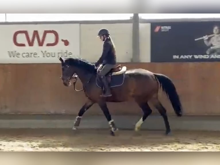 Deutsches Reitpferd Stute 5 Jahre 160 cm Dunkelbrauner in Grevenbroich