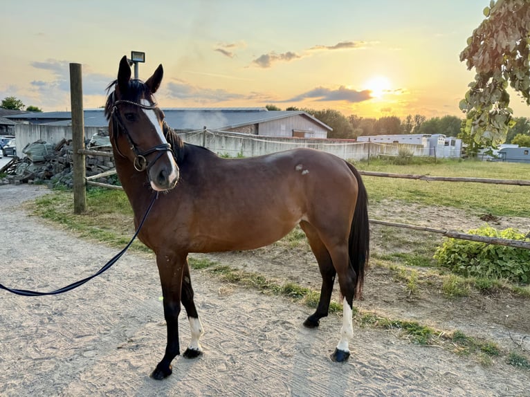 Deutsches Reitpferd Stute 5 Jahre 160 cm Dunkelbrauner in Grevenbroich
