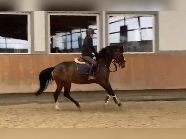 Deutsches Reitpferd Stute 5 Jahre 160 cm Dunkelbrauner in Grevenbroich