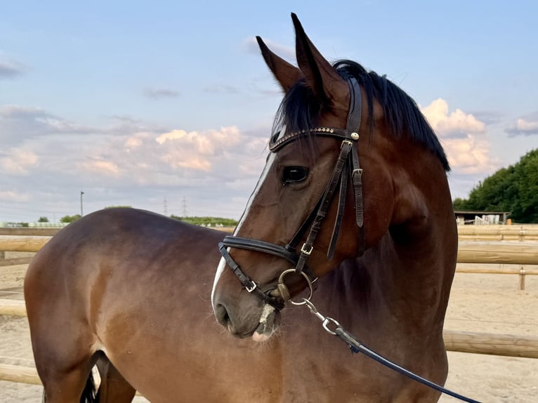 Deutsches Reitpferd Stute 5 Jahre 160 cm Dunkelbrauner in Grevenbroich