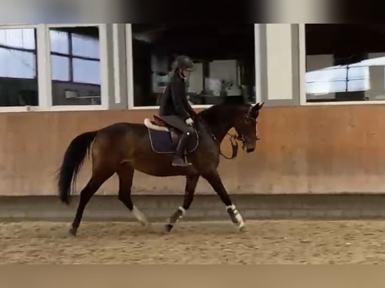 Deutsches Reitpferd Stute 5 Jahre 160 cm Dunkelbrauner in Grevenbroich