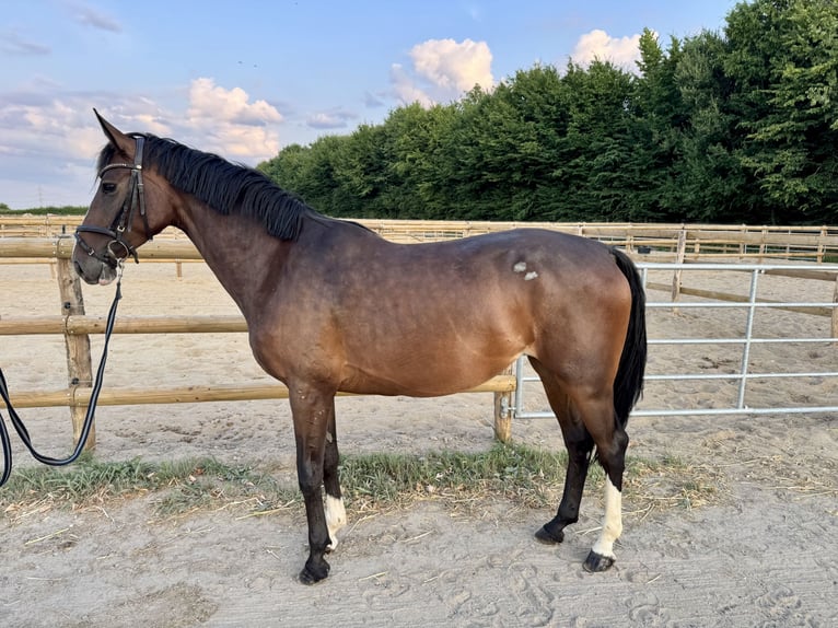 Deutsches Reitpferd Stute 5 Jahre 160 cm Dunkelbrauner in Grevenbroich