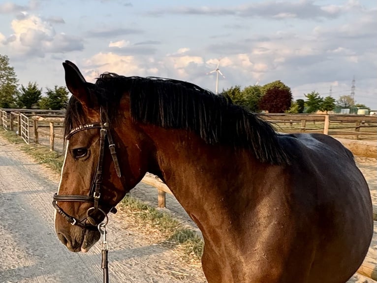 Deutsches Reitpferd Stute 5 Jahre 160 cm Dunkelbrauner in Grevenbroich