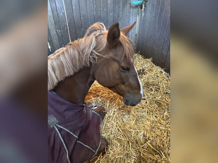 Deutsches Reitpferd Stute 5 Jahre 160 cm Dunkelfuchs in Greven