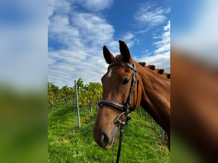 Deutsches Reitpferd Stute 5 Jahre 160 cm Fuchs in Abstatt