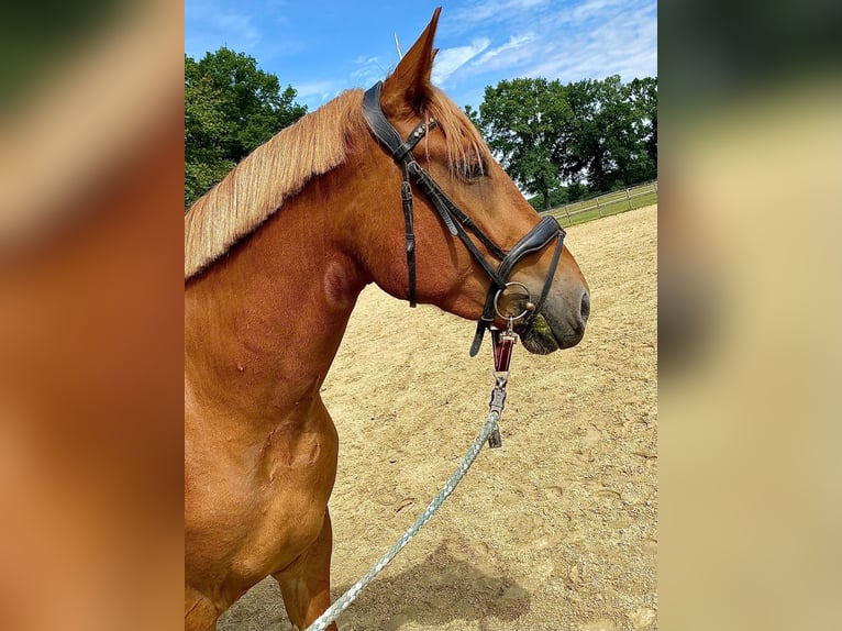 Deutsches Reitpferd Mix Stute 5 Jahre 160 cm Fuchs in Haltern am See