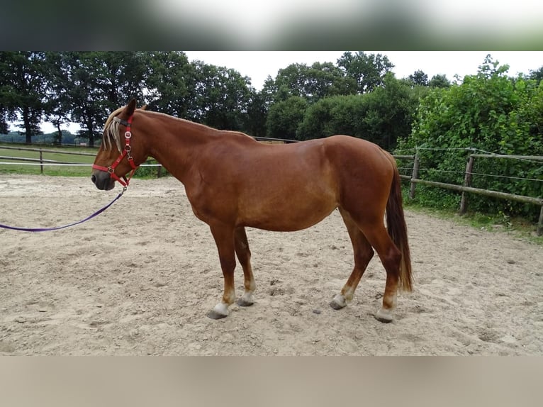 Deutsches Reitpferd Mix Stute 5 Jahre 160 cm Fuchs in Haltern am See