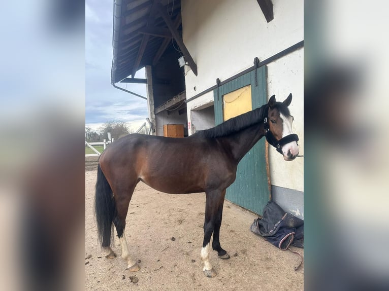 Deutsches Reitpferd Stute 5 Jahre 162 cm Dunkelbrauner in H&#xFC;ckelhoven