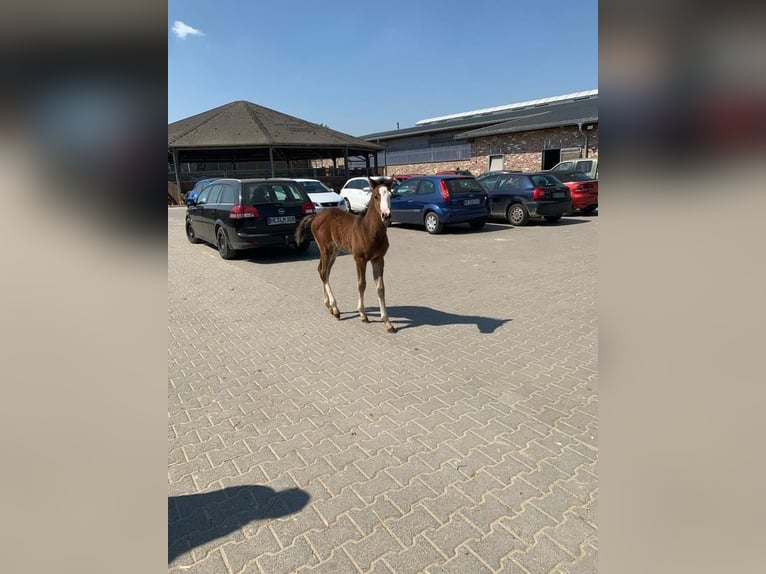 Deutsches Reitpferd Stute 5 Jahre 162 cm Dunkelbrauner in H&#xFC;ckelhoven