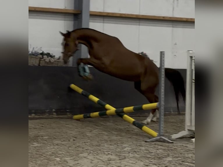Deutsches Reitpferd Stute 5 Jahre 162 cm Fuchs in Nettetal