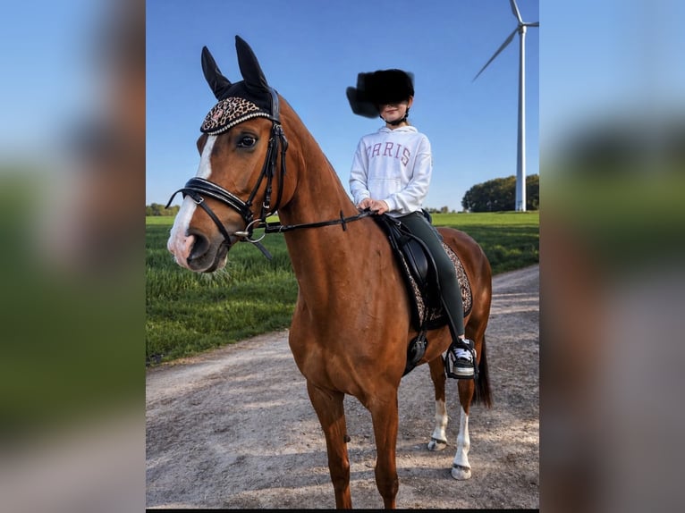 Deutsches Reitpferd Stute 5 Jahre 162 cm Fuchs in Nettetal