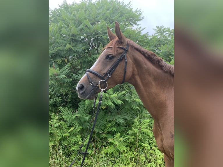 Deutsches Reitpferd Stute 5 Jahre 162 cm Fuchs in Steinburginbu