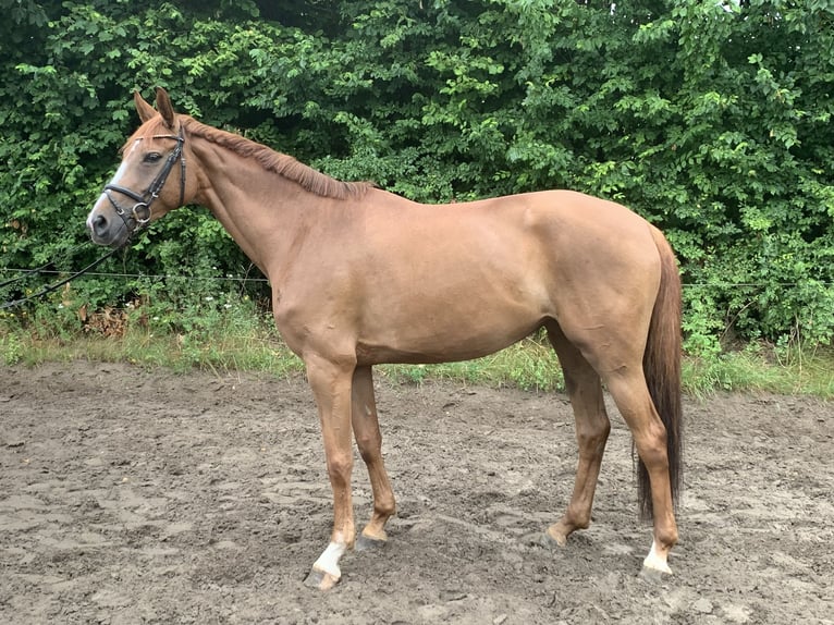 Deutsches Reitpferd Stute 5 Jahre 162 cm Fuchs in Steinburginbu