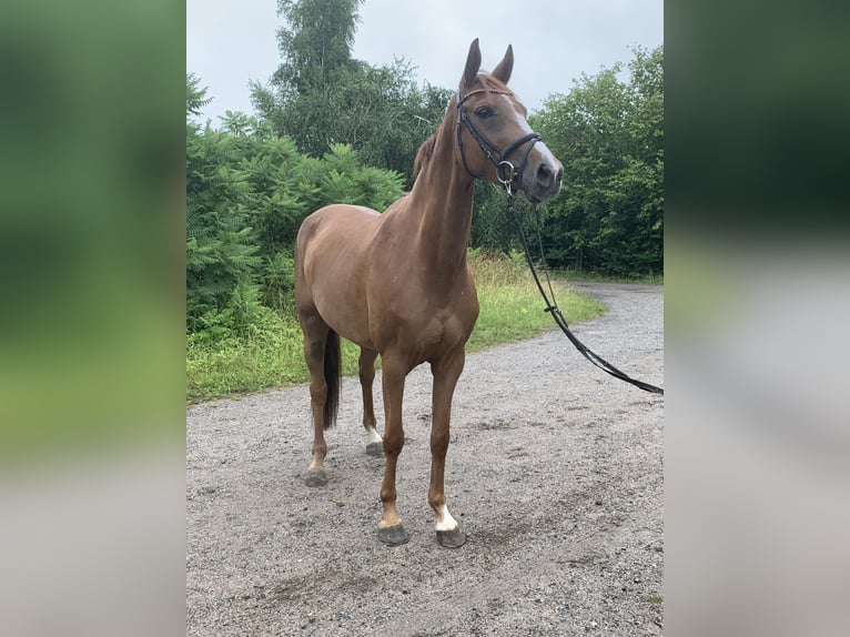 Deutsches Reitpferd Stute 5 Jahre 162 cm Fuchs in Steinburginbu
