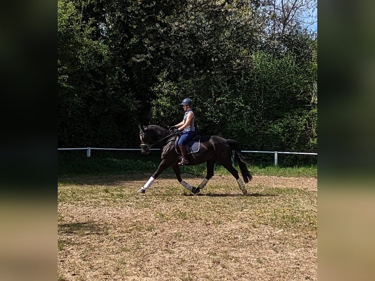 Deutsches Reitpferd Stute 5 Jahre 162 cm Rappe in Hergenfeld