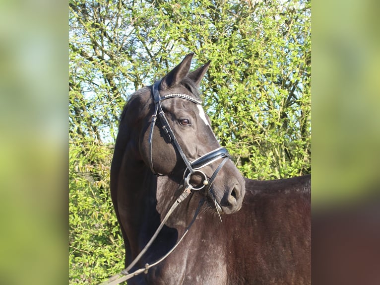 Deutsches Reitpferd Stute 5 Jahre 162 cm Rappe in Hergenfeld
