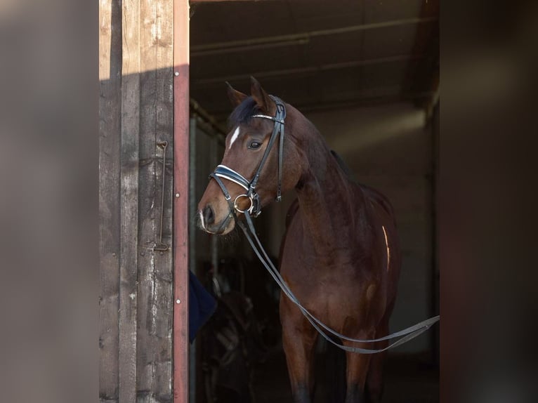 Deutsches Reitpferd Stute 5 Jahre 163 cm Brauner in Ladenburg