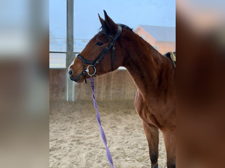 Deutsches Reitpferd Stute 5 Jahre 163 cm Brauner in Wermelskirchen