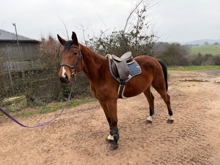 Deutsches Reitpferd Stute 5 Jahre 163 cm Brauner in Wermelskirchen