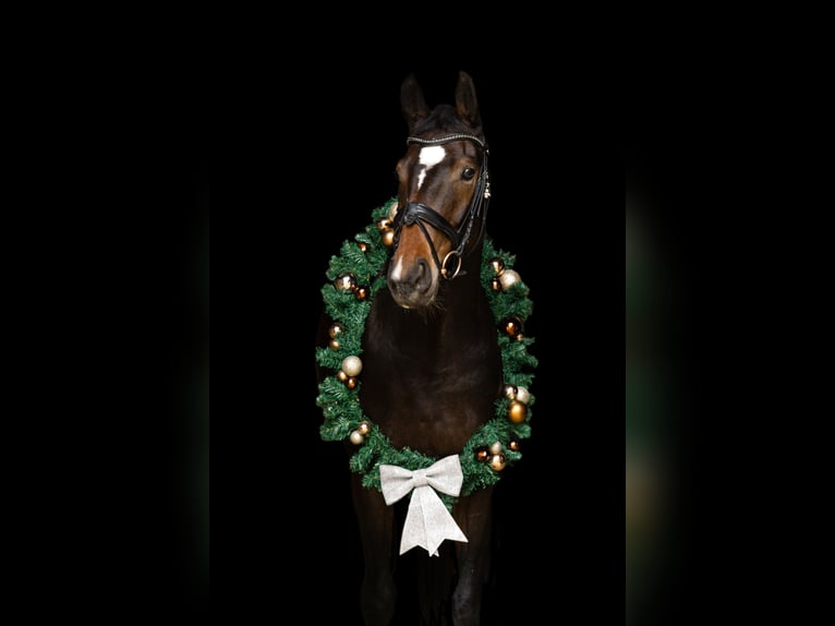 Deutsches Reitpferd Stute 5 Jahre 163 cm Dunkelbrauner in Geilenkirchen