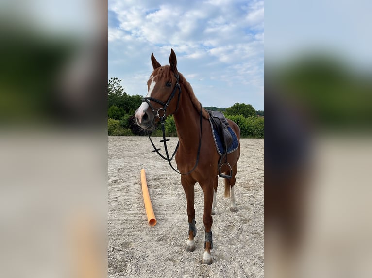 Deutsches Reitpferd Stute 5 Jahre 163 cm Fuchs in Gerbstedt