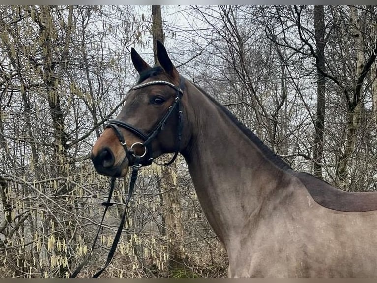 Deutsches Reitpferd Stute 5 Jahre 164 cm Brauner in Overath